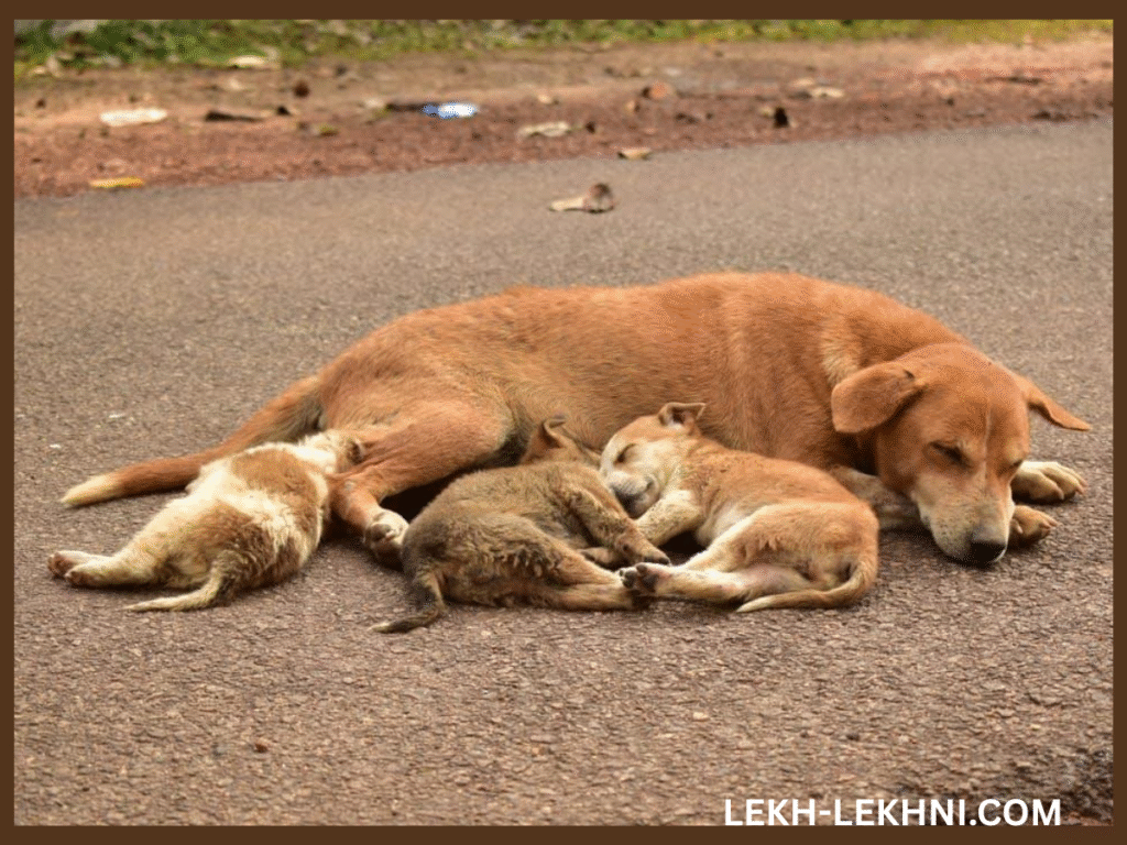 Stray Dogs and India: Is it not a sheer failure of the lawmakers that they find excuses for their incompetence in managing and maintaining the society and blame others, especially animals, for their faulty system?